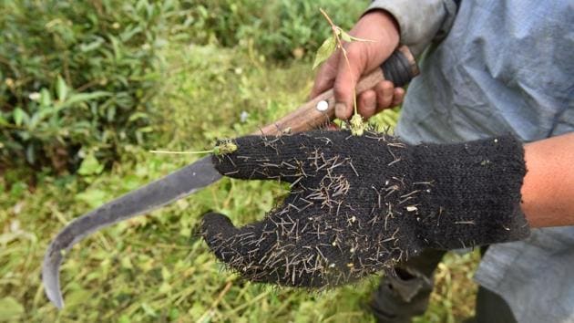 The Darjeeling Brew: Why It's Called The Champagne of Teas